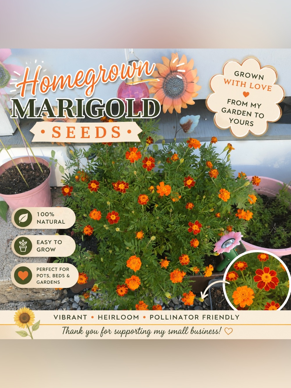 Homegrown Marigold Seeds | Harvested From My Personal Garden | Easy to Grow!!